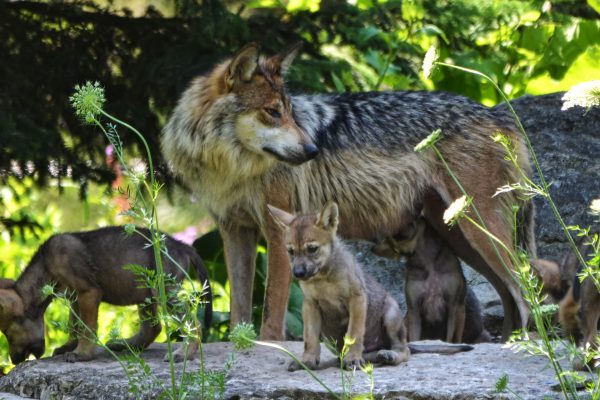 The Mexican Gray Wolf has nearly been eliminated in the wild (due to intensive U.S. government efforts to eradicate them) and are critically endangered, with only about 300 remaining in recovery facilities, zoo breeding programs, and reserves in the U.S. and Mexico. Photo: Chad Horwedel