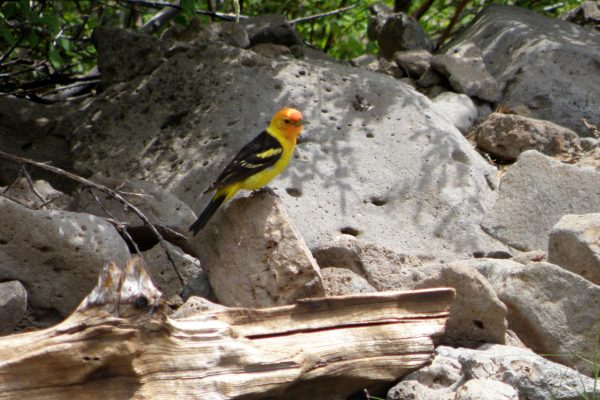 Western Tanager in Gila Wilderness